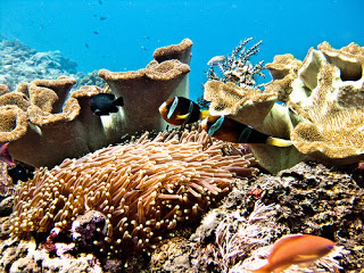 Lembongan Hostel Nusa Lembongan Zewnętrze zdjęcie